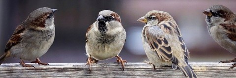 sparrows-2759978_640