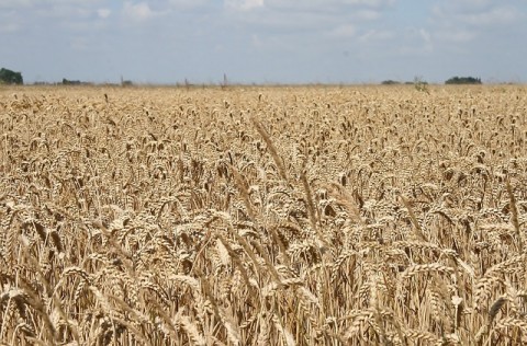 cornfield-3604030_640