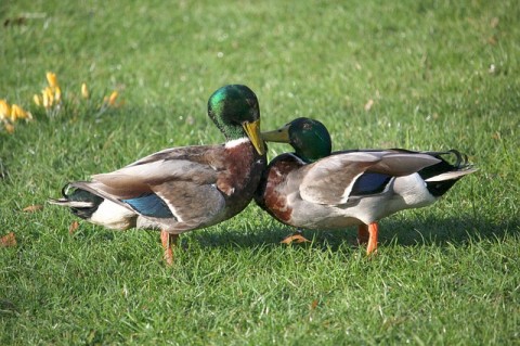 ducks-g16861013d_640