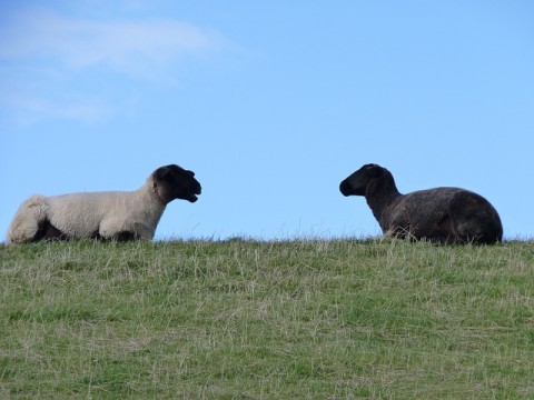 sheep-g688ef0982_640