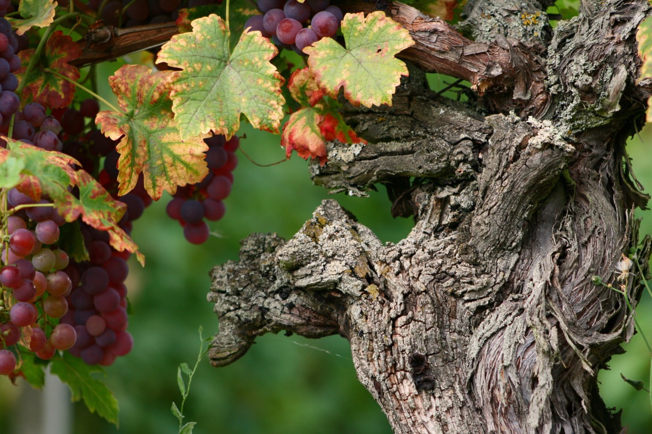 Weinrebe